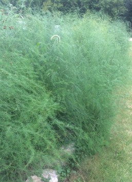 Benefits of Asparagus